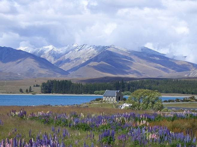 뉴질랜드 테카포 호수