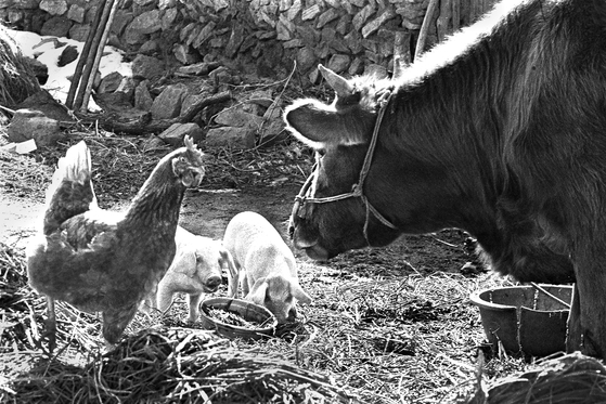 동물 가족, 경기도 남양주, 1975년 ⓒ김녕만
