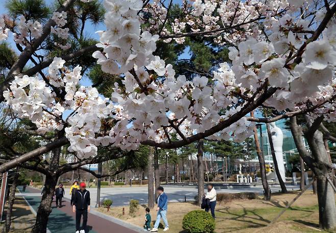 절기상 춘분(春分)을 하루 앞둔 지난 19일 부산 남구 유엔평화공원을 찾은 시민들이 활짝 핀 벚꽃을 구경하며 산책을 즐기고 있다./사진=뉴시스