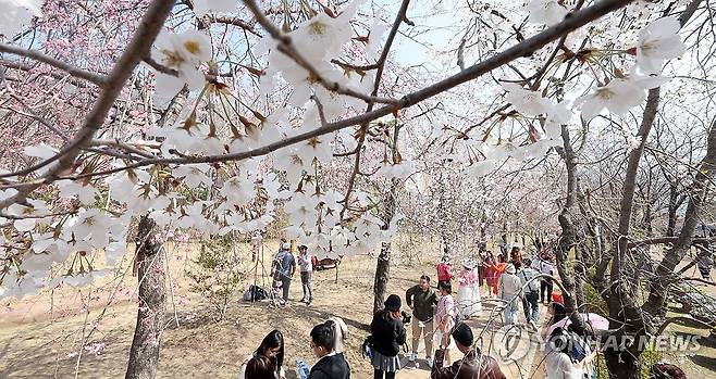 진해군항제 벚꽃 추억 (창원=연합뉴스) 김동민 기자 = 국내 최대 봄꽃 축제인 진해군항제가 열리는 23일 경남 창원시 진해구 경화역공원에서 관광객이 벚꽃을 배경으로 촬영하고 있다.
    진해군항제는 오는 4월1일까지 진해구 일원에서 열린다. 2024.3.23 image@yna.co.kr