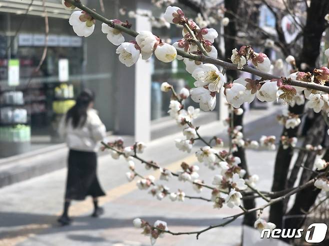 22일 오후 서울 종로구 종각역 인근에 '봄의 전령' 매화꽃이 피어 있다. ⓒ 뉴스1 황덕현 기자