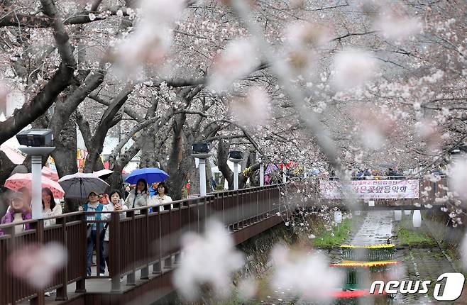 국내 대표 벚꽃 축제인 진해군항제가 열리고 있는 24일 경남 창원시 진해구 여좌천 일대에서 우산을 쓴 관광객들이 일부 개화하기 시작한 벚꽃을 보며 즐거운 시간을 보내고 있다. 2024.3.24/뉴스1 ⓒ News1 윤일지 기자