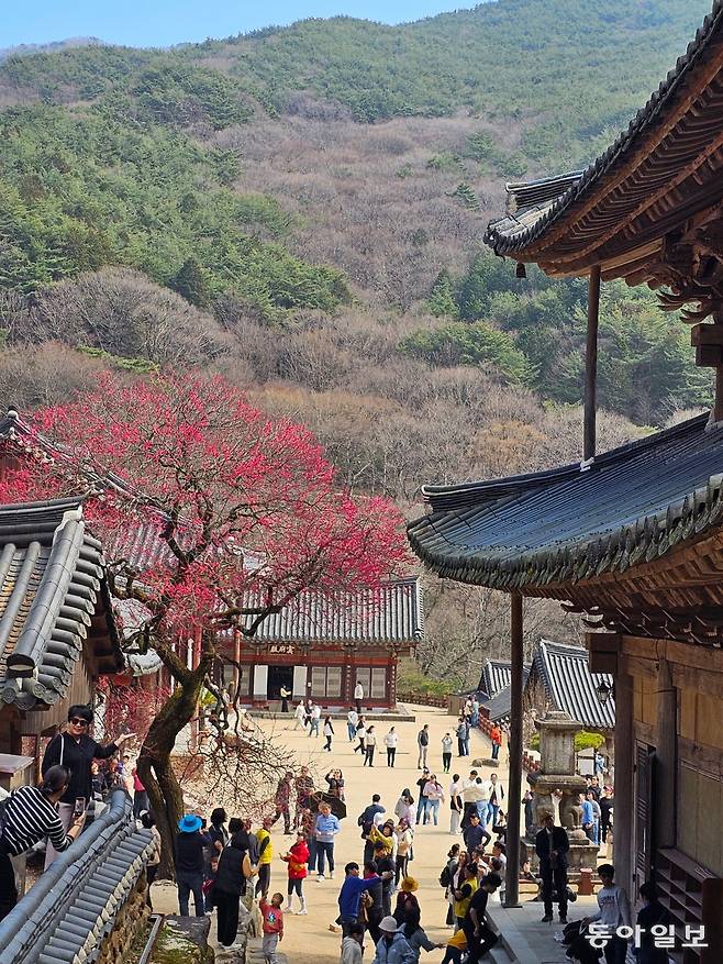 지리산국립공원에 있는 전남 구례 화엄사 각황전 옆에 자라는 매화나무는 진한 검붉은 색의 꽃잎이 아름다운 홍매화다. 화엄사의 들매와 홍매는 천연기념물로 지정돼 ‘화엄매’라는 특별한 이름으로 불린다.