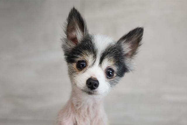 충남 보령시 무허가 번식장에서 구조된 개들이 입양 가족을 기다리고 있다. 동물자유연대 제공