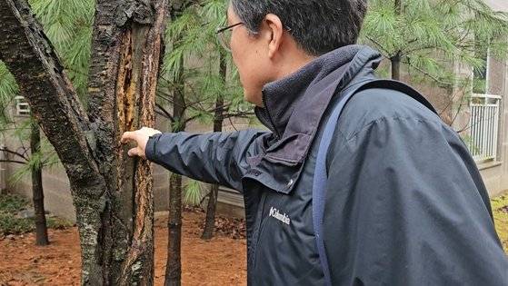 지난 2월 19일 경기 성남시 한 아파트 단지에서 나무의사 이승언씨가 피소(皮燒) 피해를 본 나무의 썩은 부분을 파내고 있다. 피소 피해는 나무의 특정 부분에만 강한 햇빛을 쬐 받는 피해로, 쉽게 말하면 데인 것이다. 나운채·이수민 기자