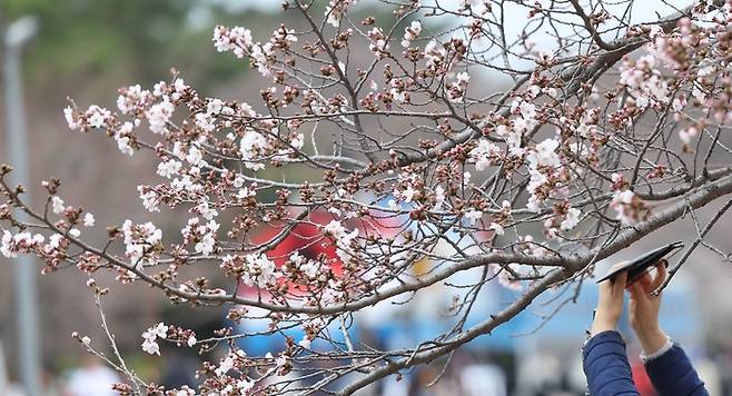 국내 최대 봄꽃 축제가 열리는 24일 경남 창원시 진해구 경화역공원에서 방문객이 휴대전화로 벚꽃을 촬영하며 봄 추억을 만들고 있다.