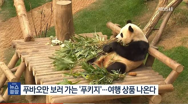 푸바오 보러 중국가는 여행상품이 만들어진다.[KBS 화면 캡쳐]