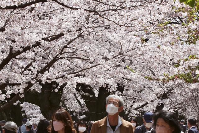 일본 도쿄 시민들이 2022년 3월 28일 한 공원에서 벚꽃을 구경하며 산책하고 있다. 도쿄=AP 연합뉴스