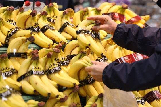 서울의 한 대형마트에서 바나나를 고르는 시민들의 모습. 뉴스1