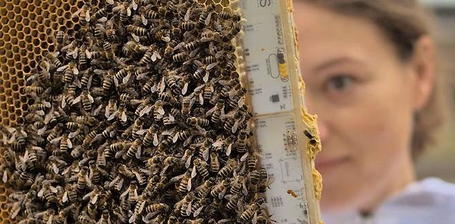 과학자가 꿀벌 군집을 관찰하고 있다. 살충제 남용과 생태계 파괴에 이어 기후변화가 꿀벌 군집 붕괴를 가속화하고 있다./영 더럼대