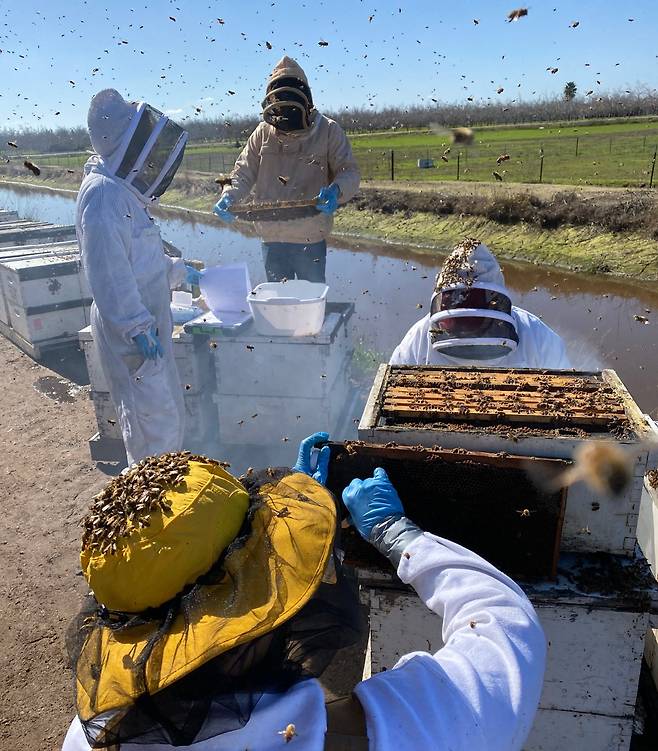 워싱턴 주립대 연구진이 과수원에서 꿀벌 군집의 건강 상태를 평가하고 있다./미 워싱턴 주립대