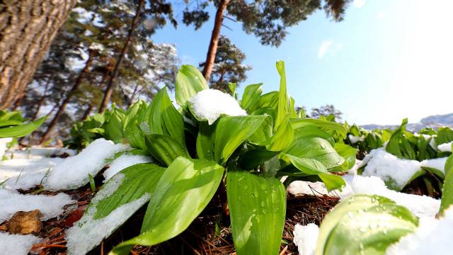 ▲ 인제산 명이나물이 최근 내린 폭설속에도 3월중 출하를 앞두고 잘 자라고 있다.