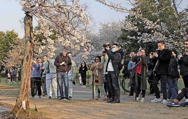 20일 워싱턴 DC의 '타이들 베이슨'에서 방문객들이 벚나무 '스텀피'를 구경하고 있다. /AFP 연합뉴스