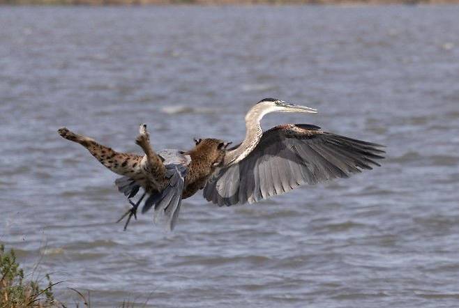 수면을 향해 날아오르는 왜가리를 보브캣이 덮치는 모습이 포착됐다./Jacob Hall. USFWS Facebook