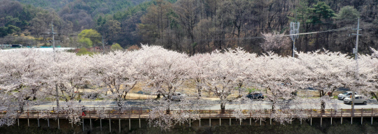 29-31일 대청호 벚꽃한터에서 '2024 대청호 벚꽃축제'가 열린다. 사진은 대청호 오동선 벚꽃길. 사진=대전 동구청