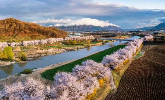 충북 보은에서는 3월 29일-31일 3일간 보은읍 보청천 벚꽃길에서 벚꽃 축제가 열린다. 사진=보은군