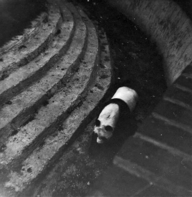 1957년 중국 쓰촨에서 포획된 자이언트판다 ‘치치’는 1958년부터 영국 런던동물원에서 사육됐다. 미소 냉전으로 판다 도입이 쉽지 않았던 서구 사회에서 최고 스타 판다로 떠올랐다. 위키미디어 코먼스