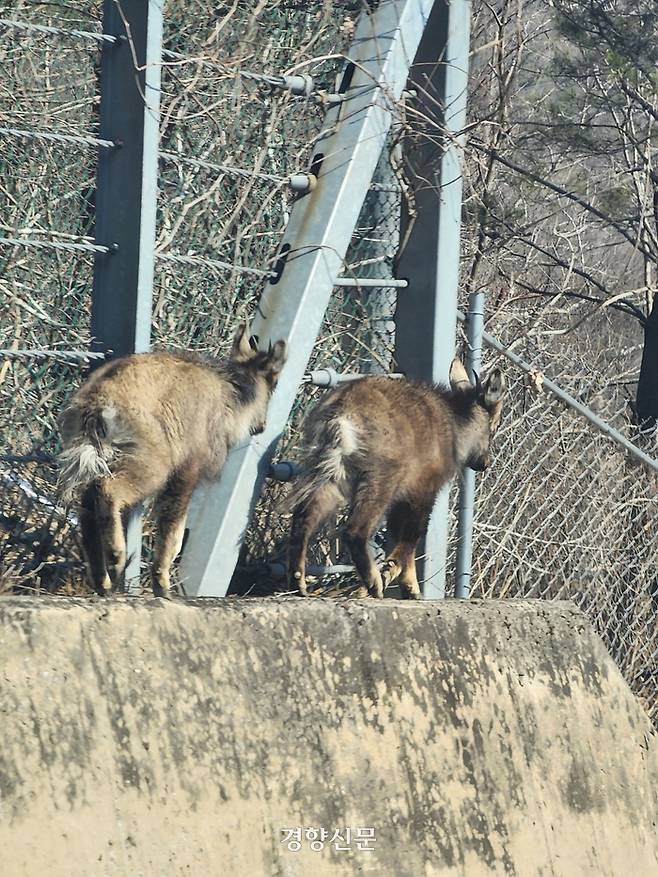 지난 21일 강원 양구 민통선 부근 지역에서 아프리카돼지열병 울타리에 가로막혀 헤매고 있는 천연기념물 산양 두 마리. 김기범기자