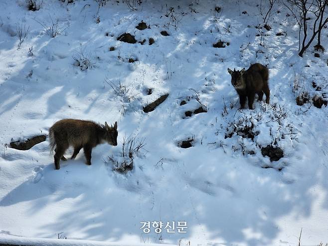 지난 21일 강원 양구 민통선 부근에서 확인된 멸종위기 산양들의 모습.