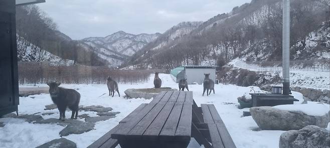 지난달 폭설로 인해 인제 서화면 서화리의 한 농장까지 내려온 산양 무리의 모습. 한반도야생동물연구소 제공.