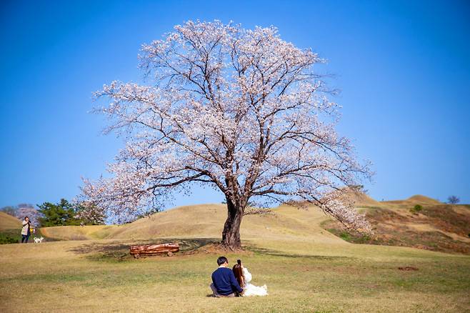 유네스코 세계유산인 함안 말이산고분군에 있는 나홀로나무(벚나무)는 인생사진을 남기기에 제격이다.