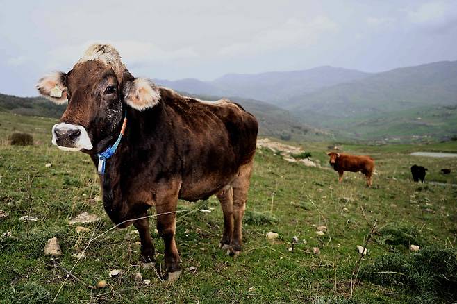 이탈리아 남부 시칠리아 가뭄으로 농부들이 가축에 먹이를 주는 데 어려움을 겪고 있는 가운데 소들이 들판에서 풀을 뜯고 있다.(사진=AFP)