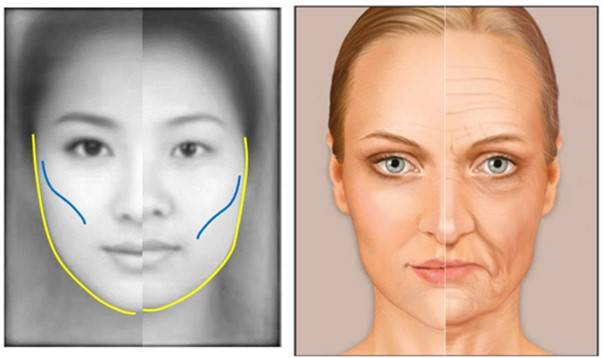 볼살의 위치라는 기준으로 보면, 매력적인 얼굴과 '젊음'은 유사한 특성을 보인다.