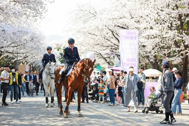 말과 함께하는 이색 벚꽃축제 렛츠런파크 서울. 사진 | 한국마사회