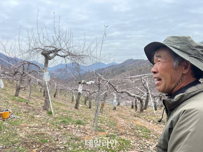 지난 25일 오후 경북 문경시 문경읍 관음리에서 사과 농사를 짓고 있는 전인식씨. 40년이 넘은 사과 나무를 재배하고 있다. ⓒ데일리안 맹찬호 기자