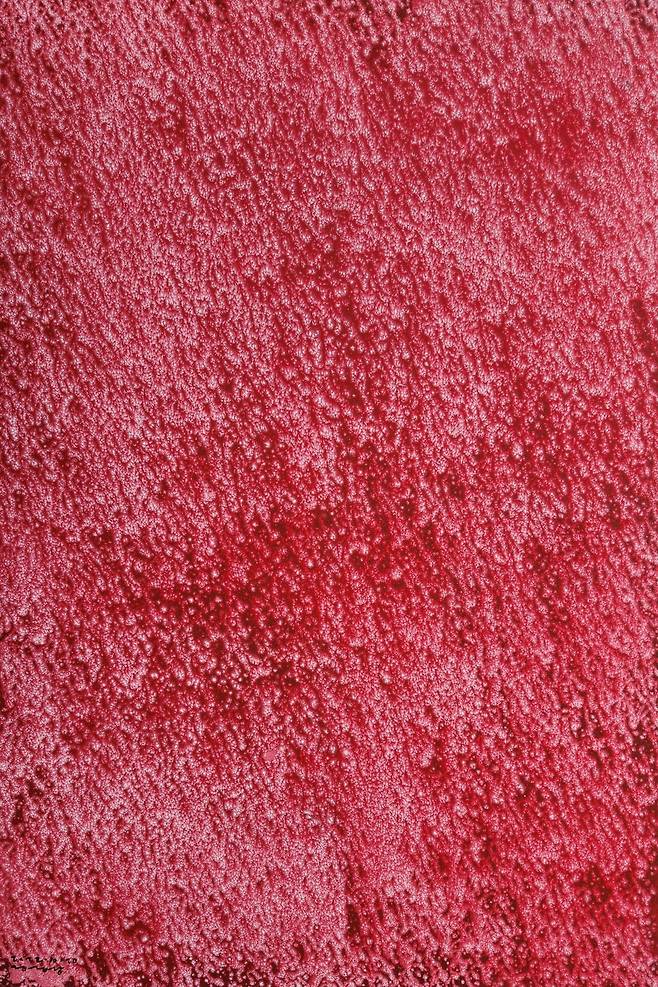 허허당 겁외풍경-꽃비