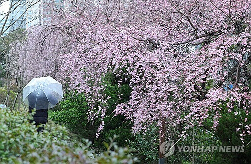 봄비가 내린 지난 25일 오후 부산 해운대구 한 거리에 활짝 핀 개나리와 벚꽃 사이로 우산을 쓴 시민들이 지나가고 있다. 부산 지역은 이날 벚꽃이 공식 개화했다. [부산=연합뉴스]