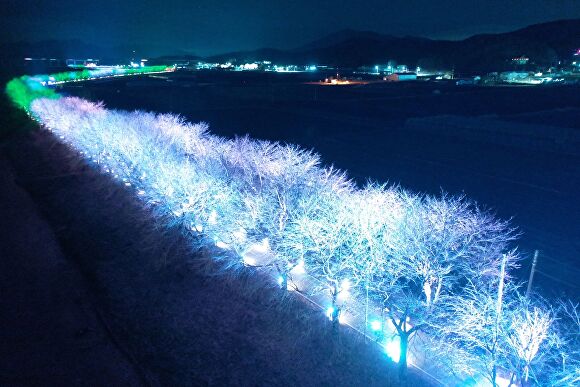 야간 경관조명을 설치한 보은군 보청천 벚꽃길. [사진=보은군]