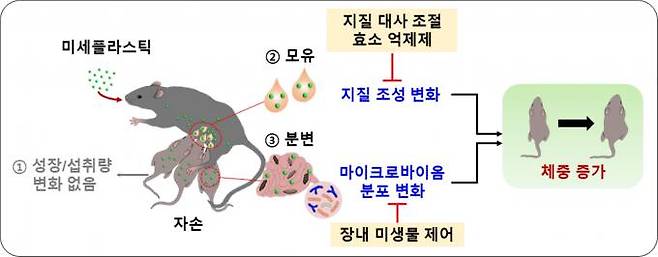 모체가 섭취한 초미세플라스틱이 자손의 체중 증가를 유도하는 과정. 한국생명공학연구원