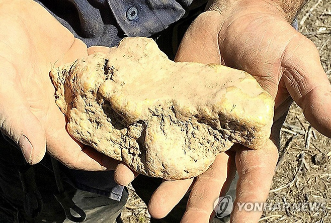 호주 빅토리아주 골든트라이앵글 지역에서 발견된 금덩어리. 본 기사와는 관계없음. [연합뉴스]