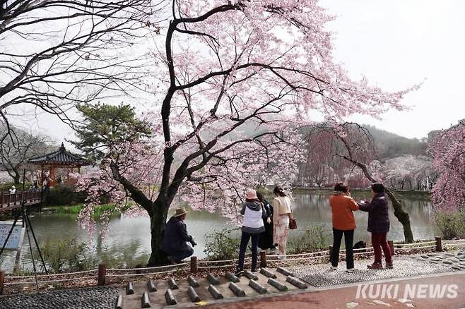 연지 주변 벚꽃 구경을 오는 사람이 점점 늘고 있다.
