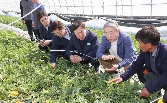 강호동 농협중앙회장이 경북 성주군의 일조량 부족피해 참외농가를 방문해 농작물 피해상황을 살피고 있다. /사진=뉴스1