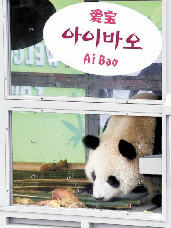 2016년 아이바오 입국 당시 타고 온 케이지. [사진 사진공동취재단]