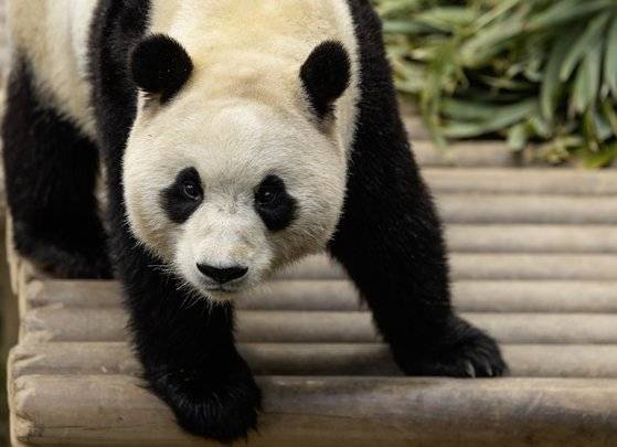 푸바오 / 용인 에버랜드/20240219/권혁재 사진전문기자