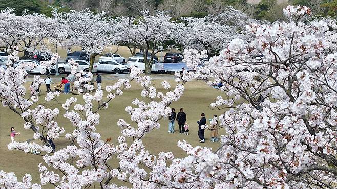 Cherry blossoms at Jeju National University on Saturday (Yonhap)