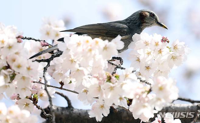 [대구=뉴시스] 이무열 기자 = 29일 대구 동구 금호강변 둔치에서 직박구리 한 마리가 활짝 핀 벚꽃나무 위에 앉아 휴식을 취하고 있다. 2024.03.29. lmy@newsis.com