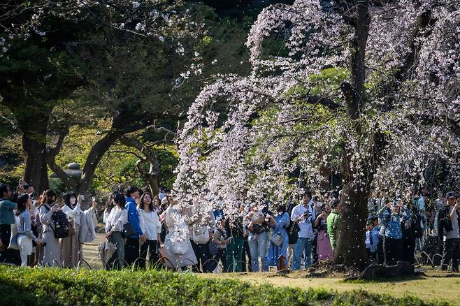 31일 기온이 크게 오른 일본 도쿄의 한 공원으로 나들이 나온 시민들이 만개한 벚꽃을 즐기며 사진을 찍고 있다. (사진=AFPBBNews)