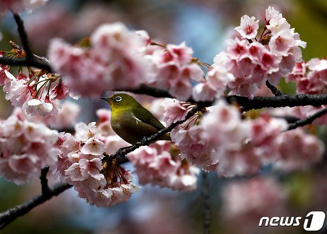 8일(현지시간) 일본 도쿄 우에노 공원의 벚꽃 나무 위에 새 한 마리가 앉아 있다. 2024.03.31/ ⓒ 로이터=뉴스1 ⓒ News1 권진영 기자