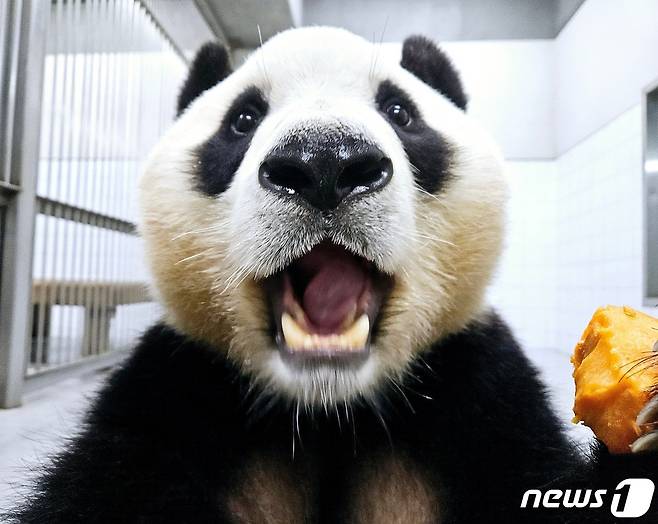 에버랜드 판다월드 내실에서 중국 이동 준비를 하고 있는 푸바오의 모습.(에버랜드 동물원 카페 주토피아 갈무리)