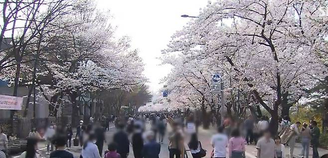 여의도 벚꽃축제 (SBS)
