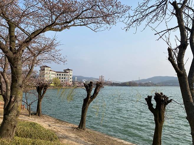과도한 가지치기로 일명 '닭발' 가로수로 흉물스럽게 변한 보문호 버드나무. 경주환경운동연합 제공