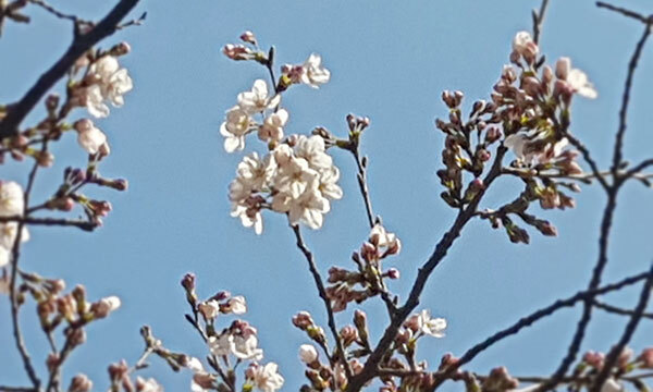 지난 3월 31일 서울 영등포구 여의도동 윤중로 벚꽃 군락지 내 관측목에 벚꽃이 개화한 모습. 기상청 제공