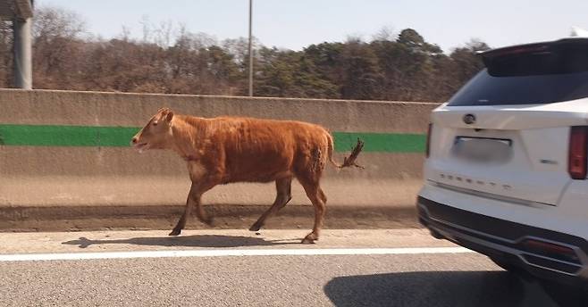 도로 위를 뛰어다니는 송아지 [독자 제공. 재판매 및 DB 금지]