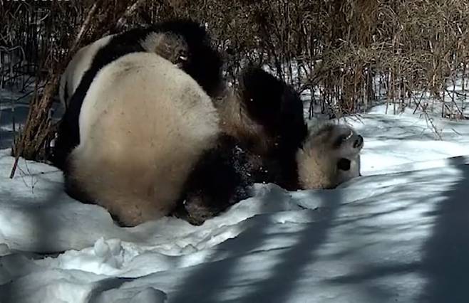 지난 2월 쓰촨성에서 구애하는 판다의 모습이 산림 순찰원에 의해 촬영됐다./판다국가공원 쓰촨성야안시스몐현관리보호센터