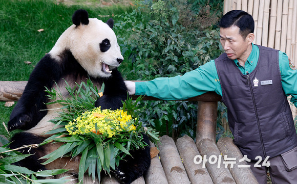 푸바오가 일반 관람객들을 만나는 마지막 날인 지난달 3일 오전 용인 에버랜드 판다월드 실내 방사장에서 강철원 사육사가 푸바오에게 당근 유채 꽃다발을 선물하고 아쉬운 표정으로 쓰다듬고 있다. [사진=사진공동취재단]
