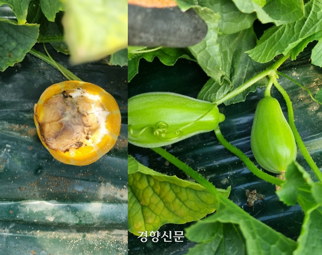 경북 성주에서 일조량 부족으로 속이 곪은 참외와 모양이 기형적으로 변한 참외. 독자 제공